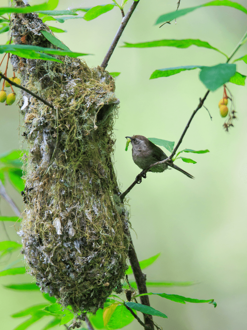 Inspect for nests before you prune Inspect for nests before you prune