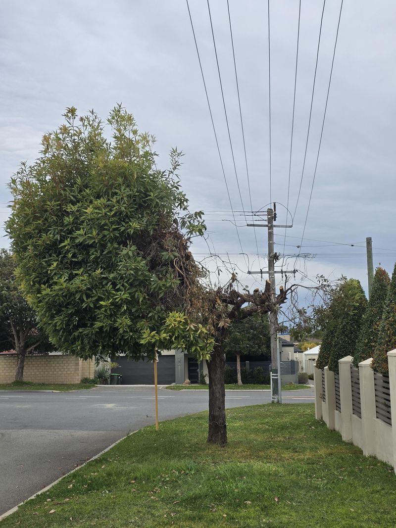 Inspect from the ground and stay well away from the wires
