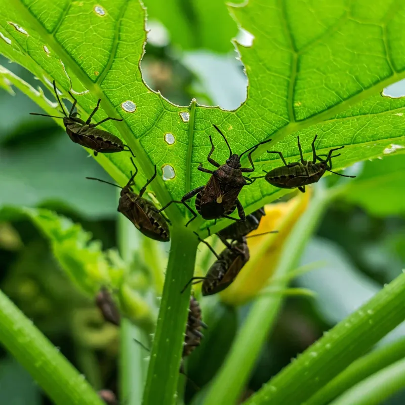 Inspect fruit, foliage, pests, and harvest load