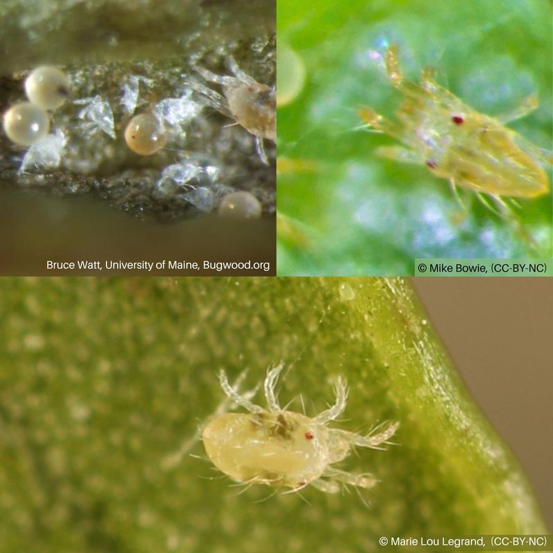 Inspect leaf surfaces for mildew or mites