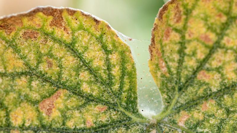 Inspect leaves and stems for other causes