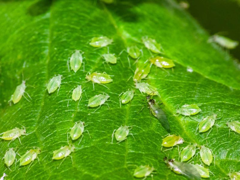 Inspect new growth and leaf undersides for pests