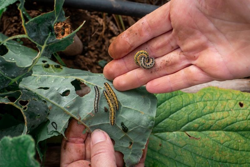 Inspect plants before deciding that katydids are a problem