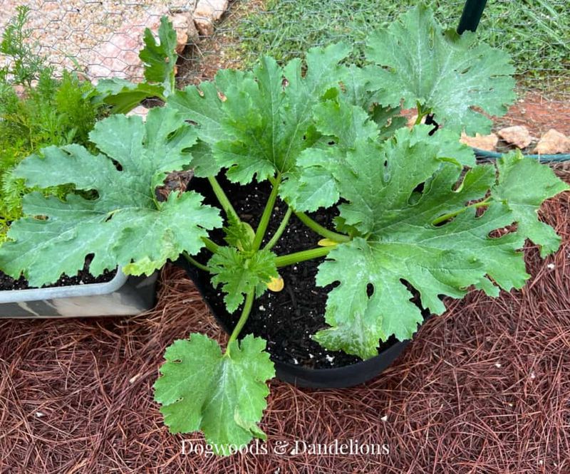 Inspect plants every day in warm weather Inspect plants every day in warm weather