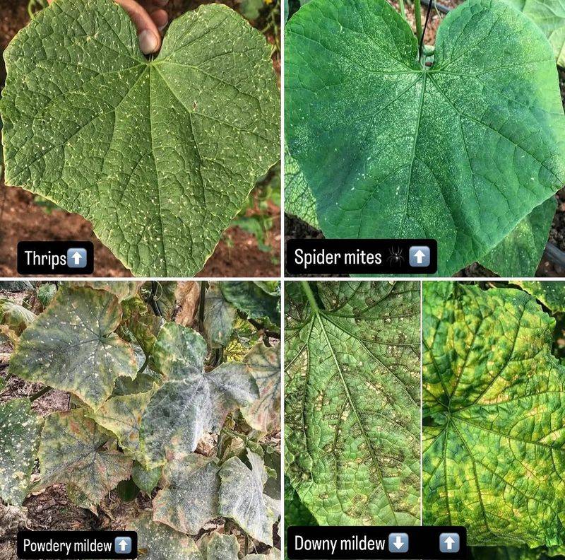 Inspect roots, moisture, pests, and disease before feeding Inspect roots, moisture, pests, and disease before feeding