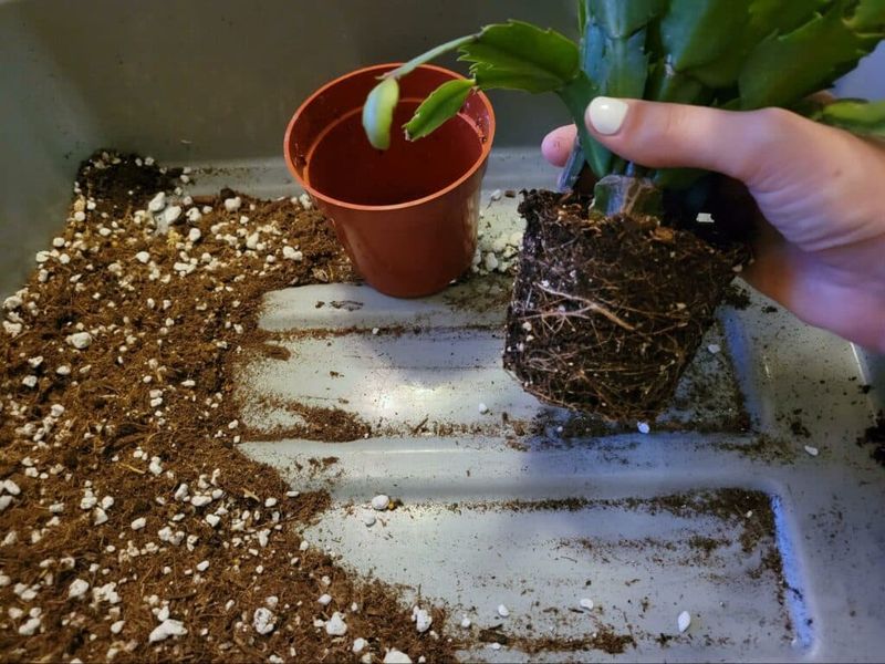 Inspect roots when wet soil accompanies limp growth