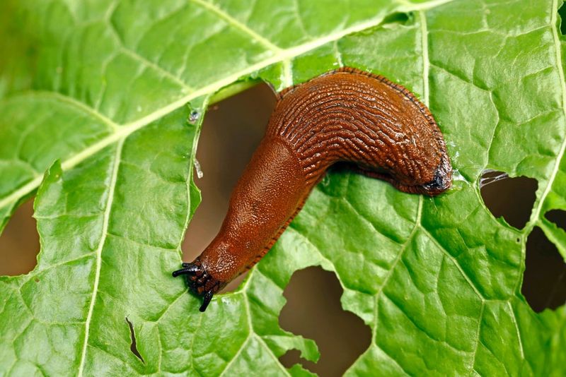 Inspect seedlings for confirmed slugs and earwigs Inspect seedlings for confirmed slugs and earwigs