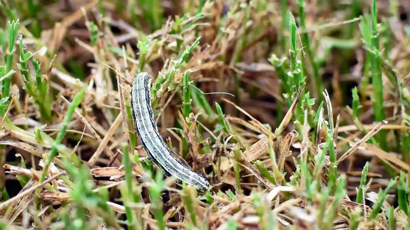 Inspect the Damage and Check for Live Larvae