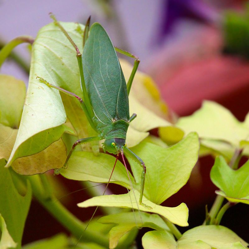 Inspect the Plants Before You Decide the Katydids Are a Problem