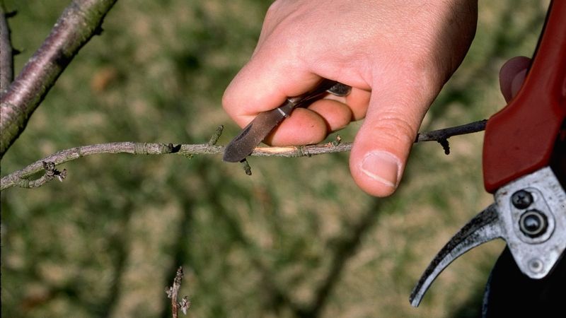 Inspect the Stems Before Removing Anything