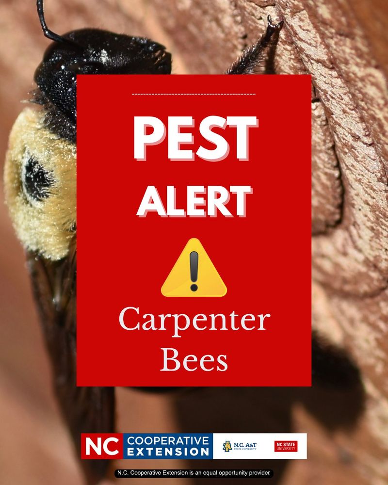 Inspect the Wood Before Calling It a Safety Problem