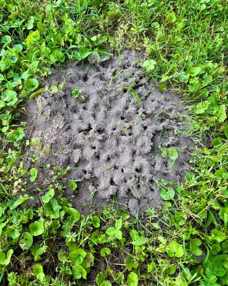 Inspect the bed before changing the soil Inspect the bed before changing the soil