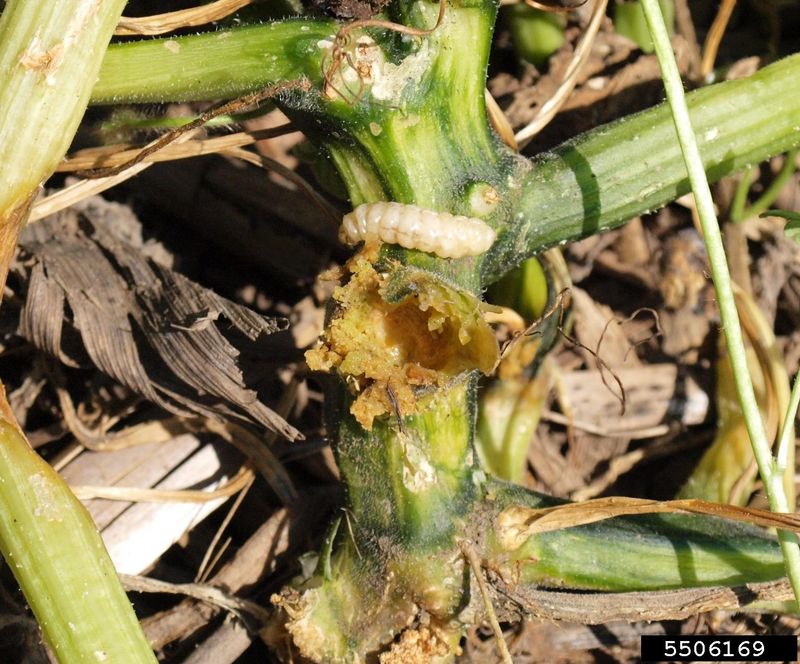 Inspect the crown and lower stem for supporting clues