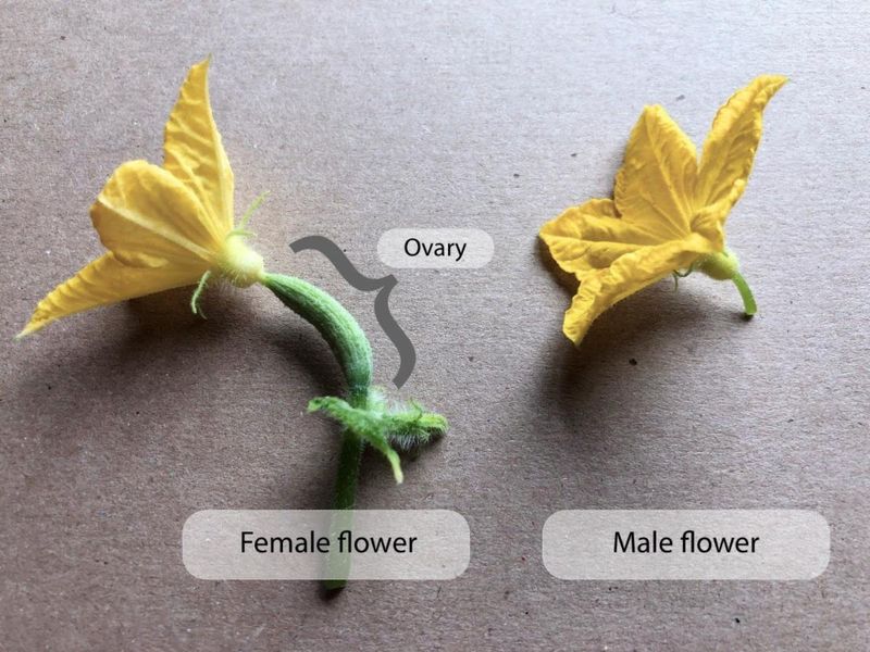 Inspect the flowers and identify the variety