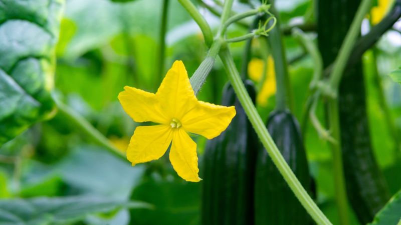 Inspect the flowers before you reach for fertilizer