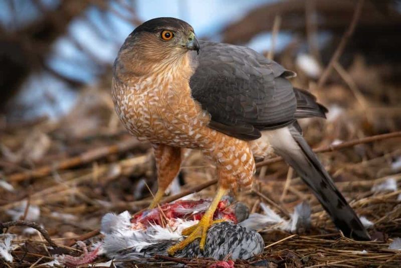 Inspect the habitat below the flight path