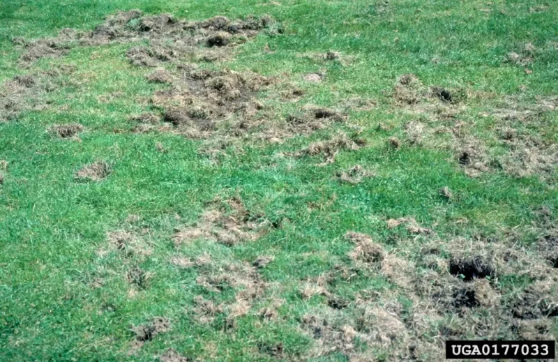 Inspect the lawn before considering grub treatment