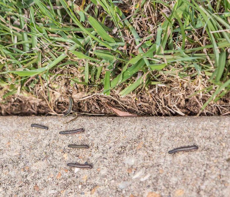 Inspect the lawn before you call it an armyworm outbreak