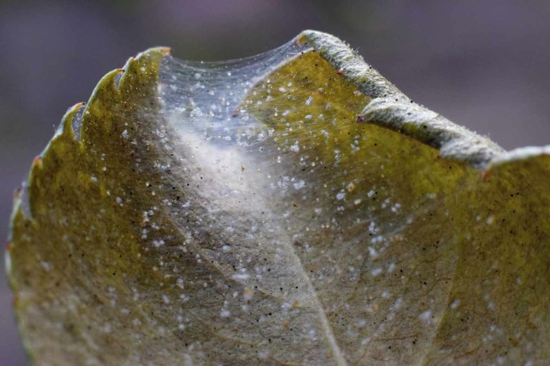 Inspect the leaf undersides before you treat