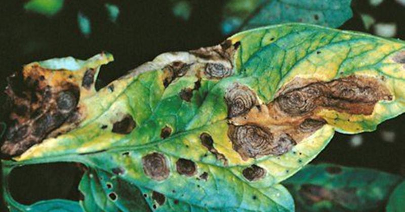 Inspect the lower canopy for early-blight clues Inspect the lower canopy for early-blight clues