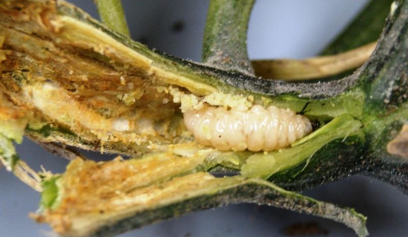 Inspect the lower stem for squash vine borer damage Inspect the lower stem for squash vine borer damage