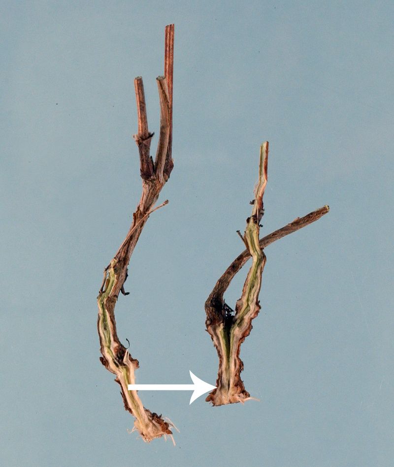Inspect the lower stem when one stem suddenly collapses