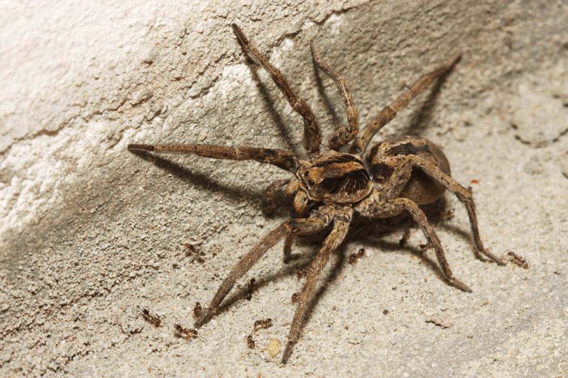 Inspect the places where the spiders cluster