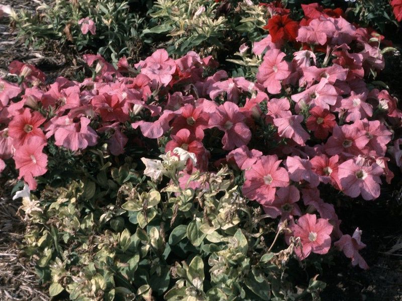 Inspect the plant and its surroundings for corroborating clues Inspect the plant and its surroundings for corroborating clues