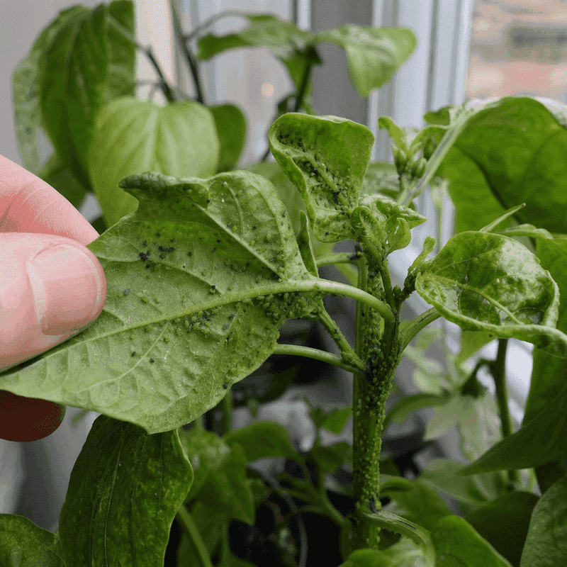 Inspect the plant and root zone before reaching for the hose