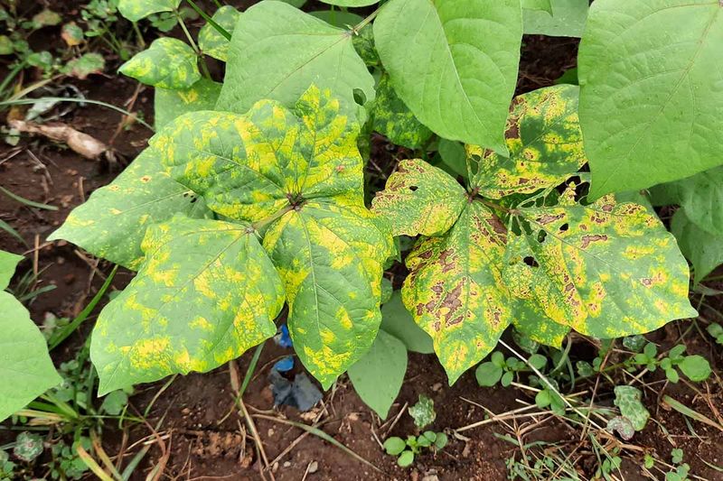 Inspect the plant for signs that point beyond heat