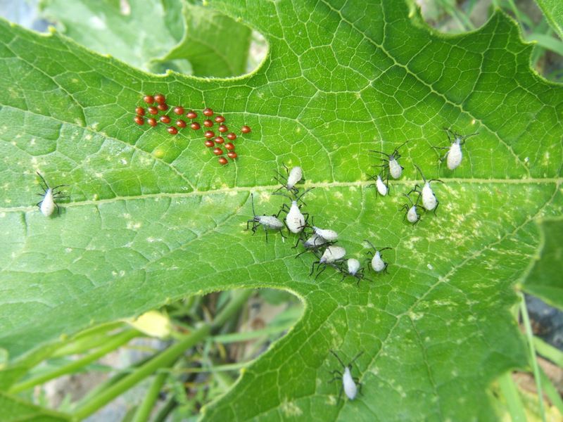 Inspect the plant for squash-bug evidence
