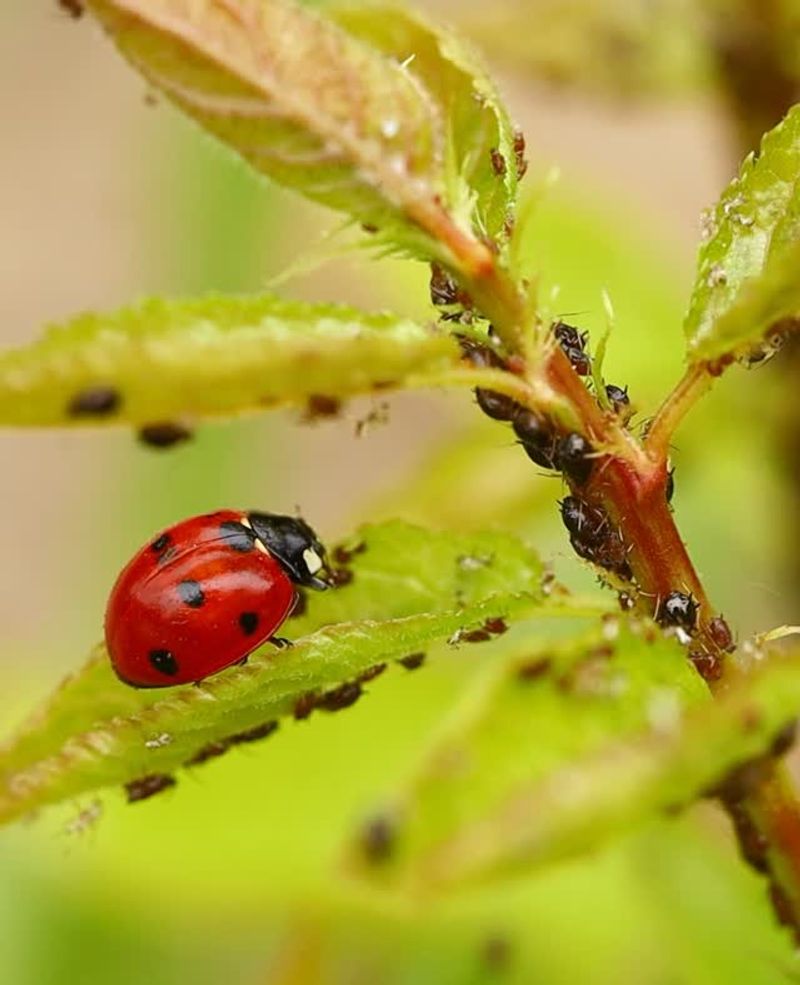 Inspect the plants where the beetles gather