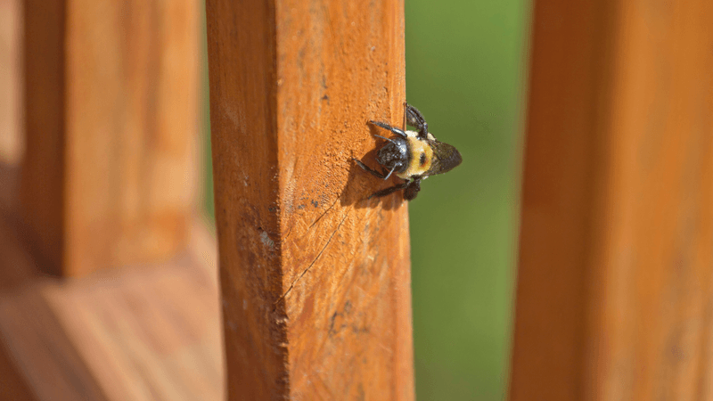 Inspect the porch before deciding how serious the problem is