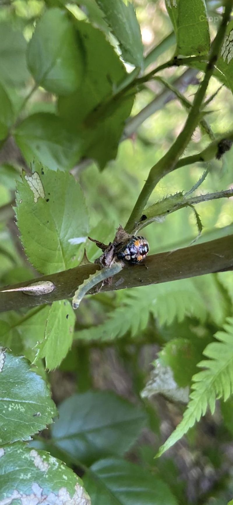 Inspect the prey and the damage before you intervene