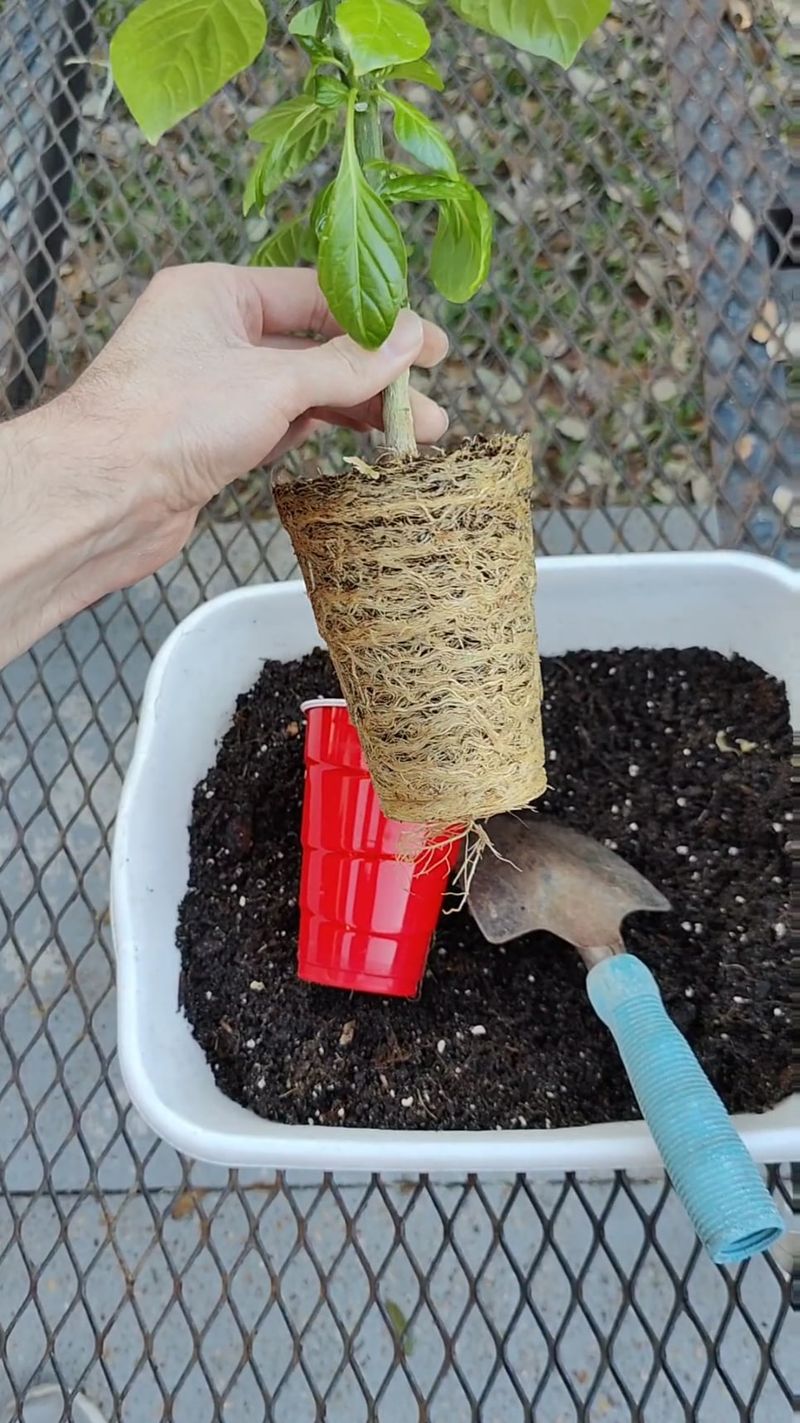 Inspect the root ball before you blame the pot