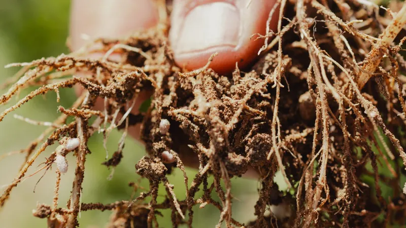 Inspect the roots before watering or feeding Inspect the roots before watering or feeding