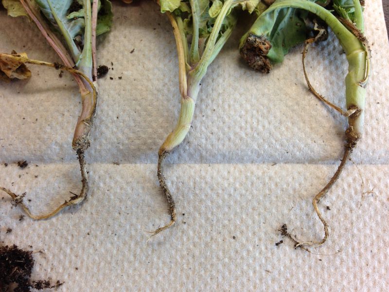 Inspect the stem where it meets the soil