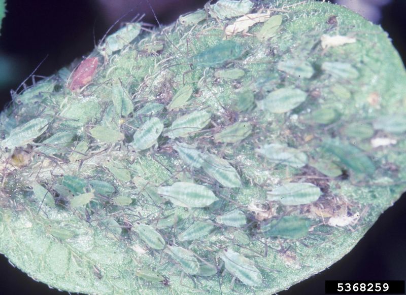 Inspect the undersides before blaming insects