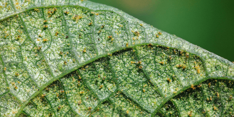Inspect the undersides before choosing a treatment