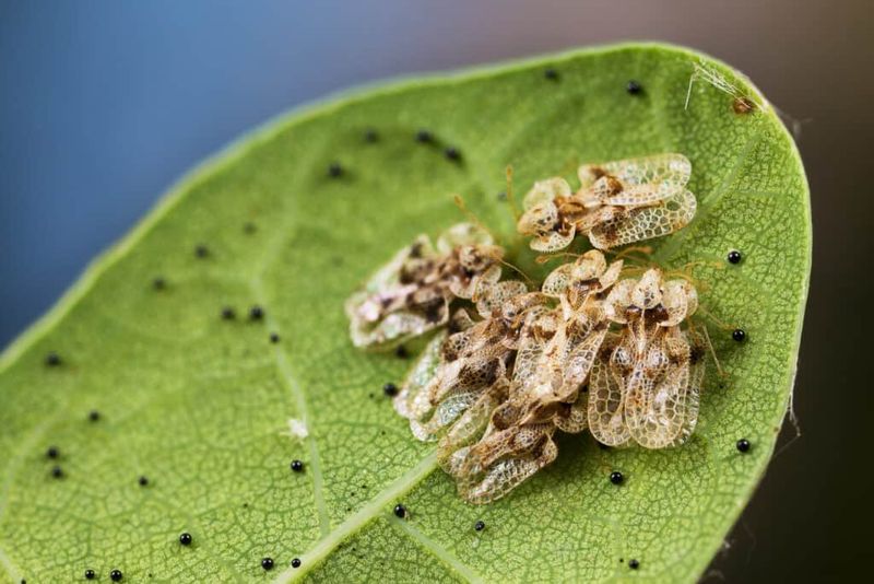Inspect the undersides of leaves for lace bugs