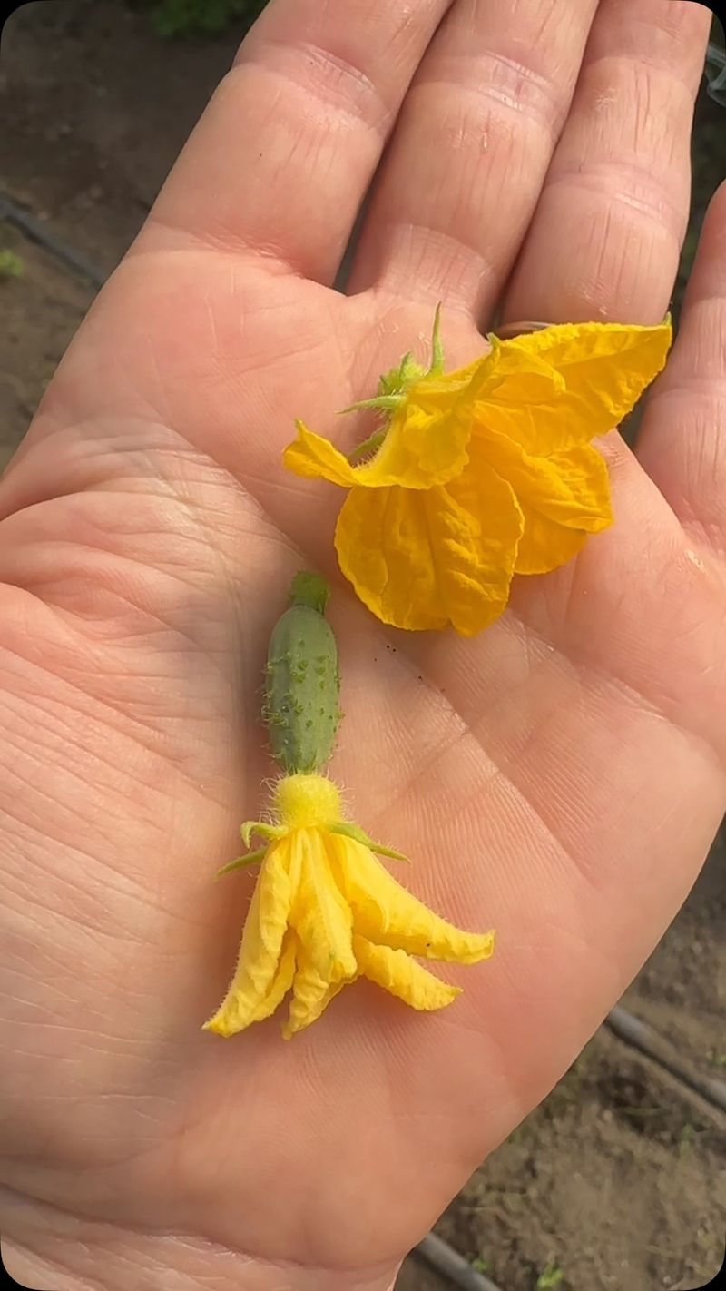 Inspect the vine for female flowers first