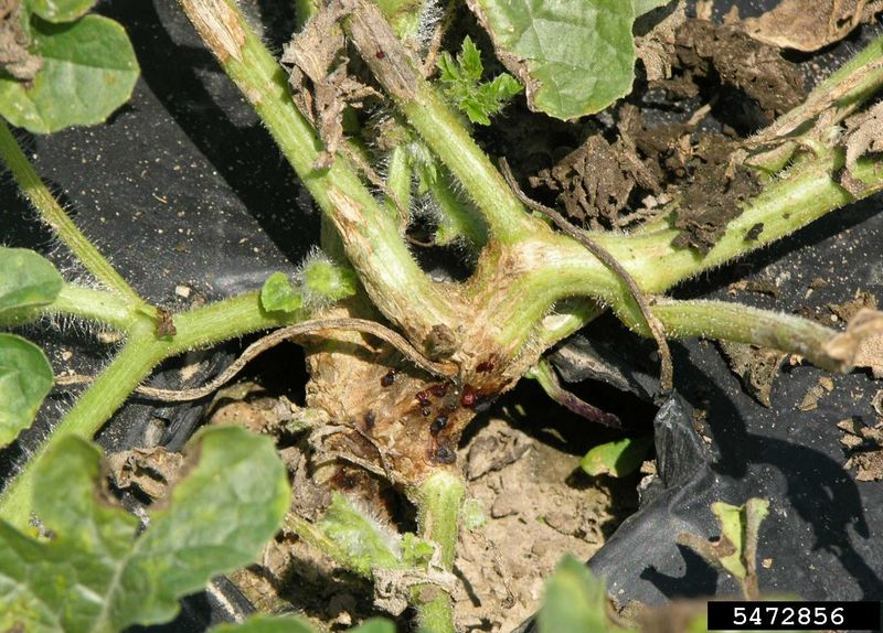 Inspect the whole plant for other causes Inspect the whole plant for other causes