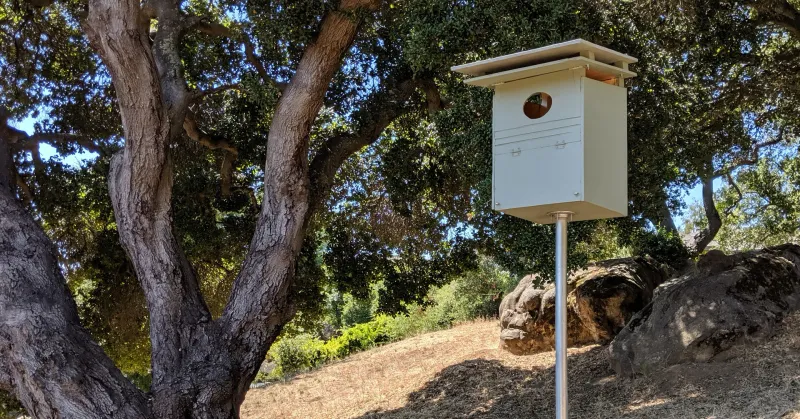 Install a tested box where an owl can use it safely Install a tested box where an owl can use it safely