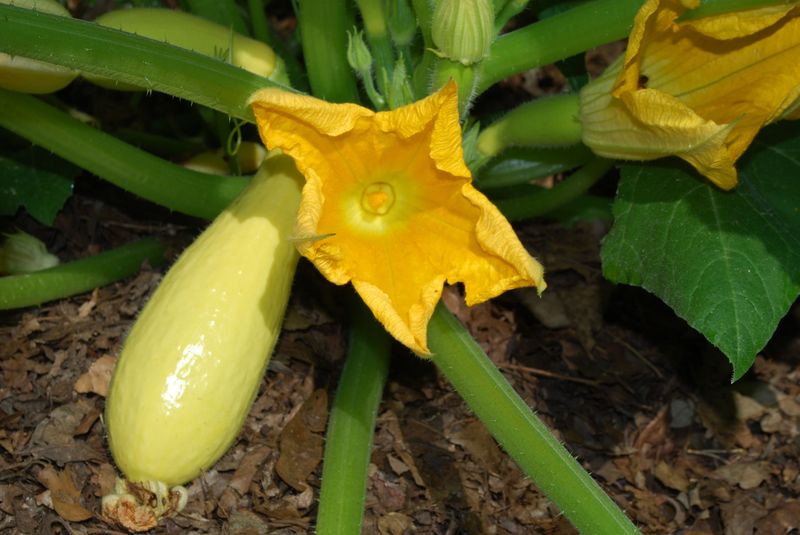 Insufficient root-zone watering can leave cucumbers exposed
