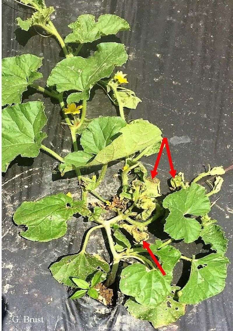 Investigate a vine that wilts persistently or alone
