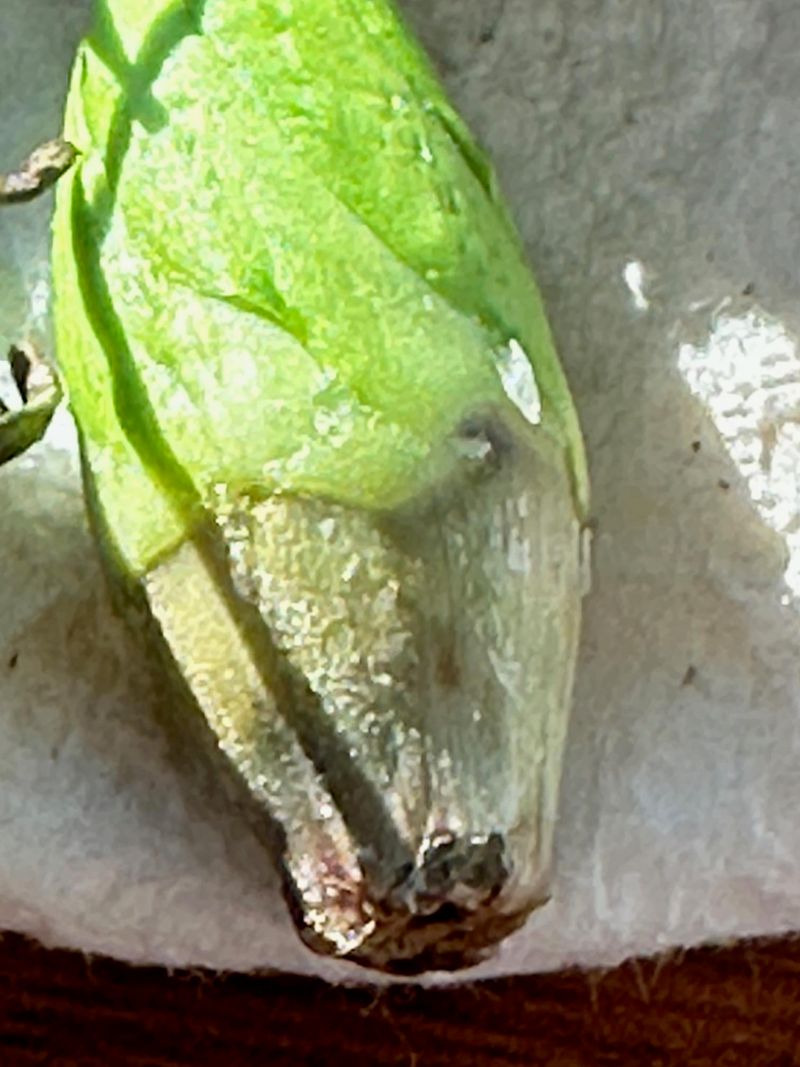 Investigate dropped buds before treating the plant