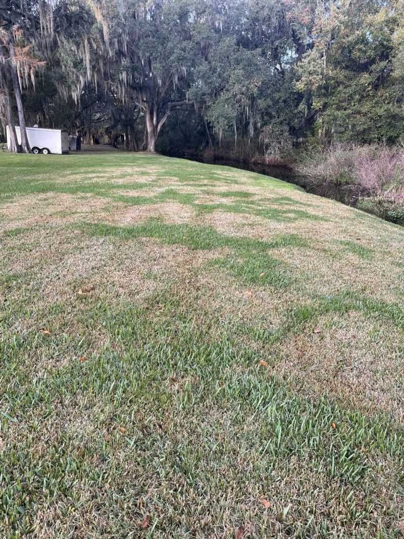 Investigate insects, disease, shade, and drainage when the clues do not fit