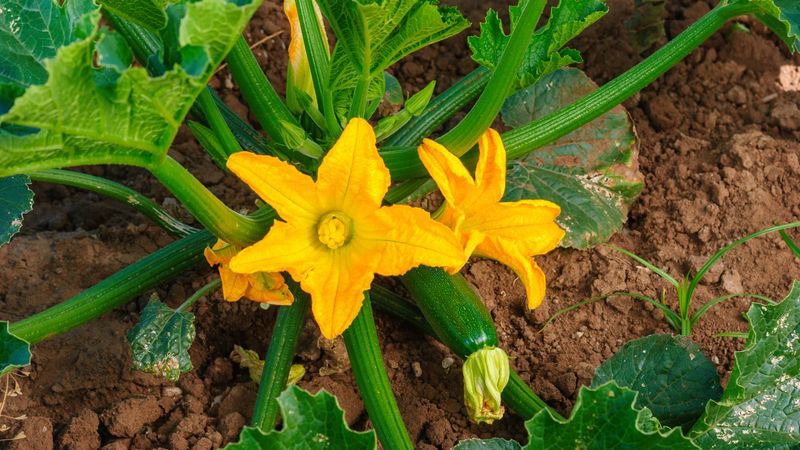 Investigate plant stress when pollination is not enough Investigate plant stress when pollination is not enough