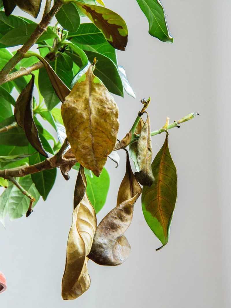Investigate roots, pests, soil, and salt when moisture is not the answer
