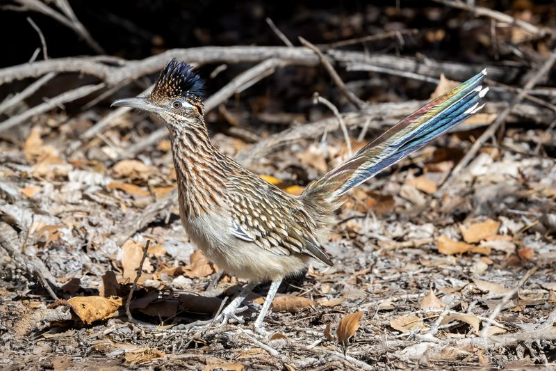 Invite a wild visitor, not a captive pest-control service